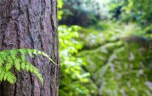 International Day Of Forests