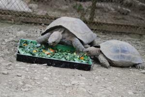 Box turtle
