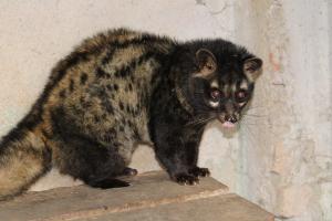 Palm Civet