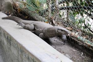 Monitor Lizard