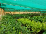 Nursery